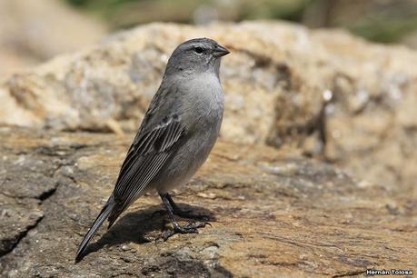 Yal chico (Geospizopsis plebejus)