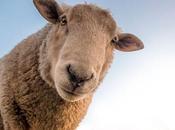 Soñar ovejas