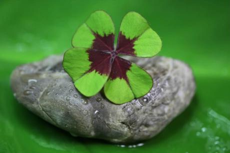 Estas son las 10 maneras de crear tu propia buena suerte. Parte II y final Estas son las 10 maneras de crear tu propia buena suerte. Parte II y final