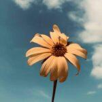 122742298_375914103552339_6336358798613774059_n