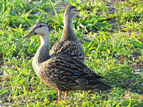 Presos en Montecristi matadores de cientos de patos silvestres emigraron desde La Florida.