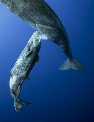 17 Comunidades Autónomas frente a la Navidad; el fusilamiento de 26 millones “hijos de puta” y el hospital de Ayuso, sin enfermos ni quirófanos.