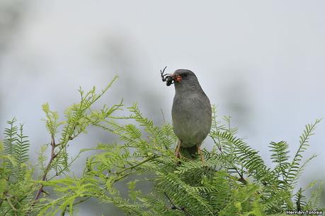 Un arañero peculiar