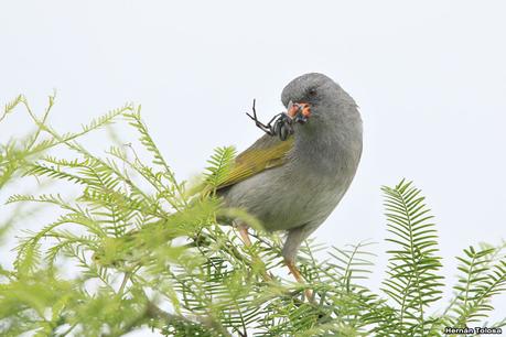 Un arañero peculiar