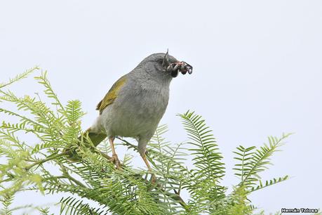 Un arañero peculiar