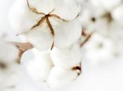 Algodón egipcio