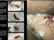 Invertebrado cavernícola jiennense 2021