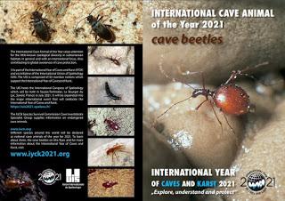 Invertebrado cavernícola jiennense del año 2021