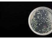 infección Bartonella asocia trastornos psiquiátricos