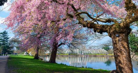 JARDÍN BOTÁNICO DE KEW