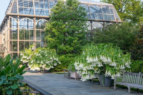 Jardín botánico de Kew, colección más grande del mundo