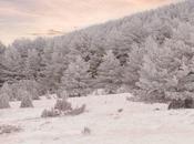 Bosques Valdelinares