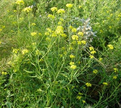 la hierba de los cantores