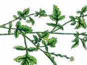 Propiedades erísimo, hierba cantores