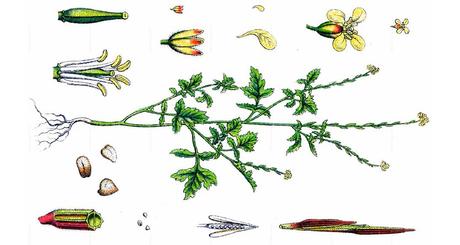 erisimo hierba de los cantores