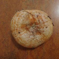 ¿Los últimos níscalos de de temporada?