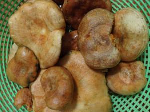 ¿Los últimos níscalos de de temporada?