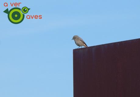 El colirrojo y las grullas reciben a los primeros escolares del curso