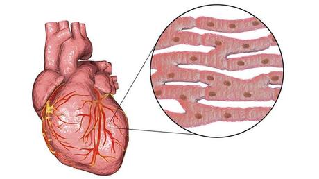 El corazón, ese gran desconocido El corazón, ese gran desconocido