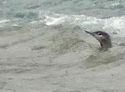 primeros colimbos chicos