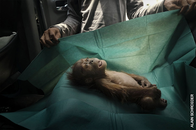 Fotoperiodismo (II): la naturaleza en el certamen 'World Press Photo 2020' Fotoperiodismo (II): la naturaleza en el certamen 'World Press Photo 2020'
