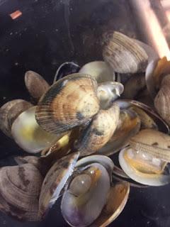 ZARZUELA DE PESCADO Y MARISCO II