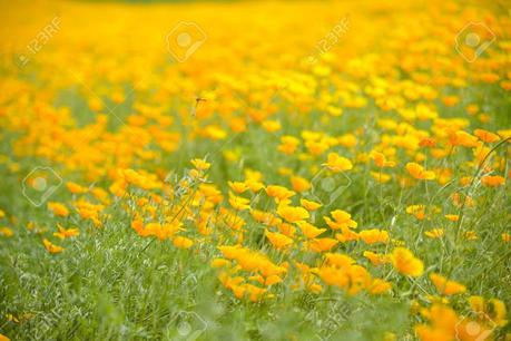 DIARIO DE UN NÁUFRAGO (XVIII) —200 ANIVERSARIO DE LA MUERTE DEL POETA BRITÁNICO JOHN KEATS—: KEATS VUELA SOBRE UN GRAN CAMPO DE AMAPOLAS AMARILLAS #JohnKeats200aniversario DIARIO DE UN NÁUFRAGO (XVIII) —200 ANIVERSARIO DE LA MUERTE DEL POETA BRITÁNICO JOHN KEATS—: KEATS VUELA SOBRE UN GRAN CAMPO DE AMAPOLAS AMARILLAS #JohnKeats200aniversario