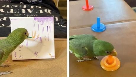 El loro mascota de múltiples talentos El loro mascota de múltiples talentos