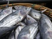 importancia buen anzuelo según Apescar.info