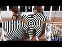 L-Kan estrenan videoclip de Como yo soy tan rara