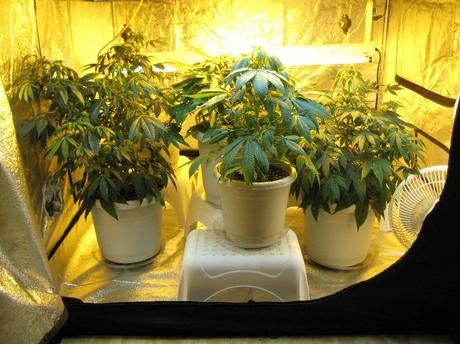 Consejos para cultivar marihuana en interior 2 Consejos para cultivar marihuana en interior 2