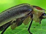 luciérnagas devoran citas defensa propia