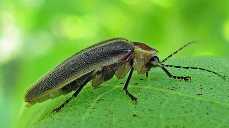 Las luciérnagas que devoran a sus citas en defensa propia Las luciérnagas que devoran a sus citas en defensa propia