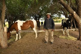 El gaucho que amansa caballos con la caricia y la palabra en la Línea Sur