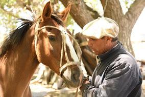 El gaucho que amansa caballos con la caricia y la palabra en la Línea Sur