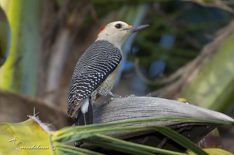 Carpintero Cheje - Golden-fronted Woodpecker / Melanerpes aurifrons (Wagler, 1829) Carpintero Cheje - Golden-fronted Woodpecker / Melanerpes aurifrons (Wagler, 1829)