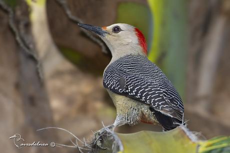 Carpintero Cheje - Golden-fronted Woodpecker / Melanerpes aurifrons (Wagler, 1829) Carpintero Cheje - Golden-fronted Woodpecker / Melanerpes aurifrons (Wagler, 1829)
