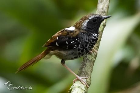 Hormiguero Escamoso - Squamate Antbird / Myrmoderus squamosus (Pelzeln, 1868)