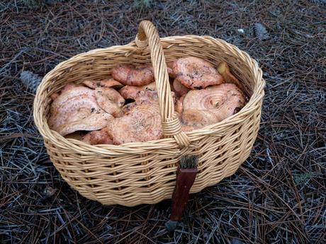 Finaliza la temporada del níscalo en Cogolludo Finaliza la temporada del níscalo en Cogolludo