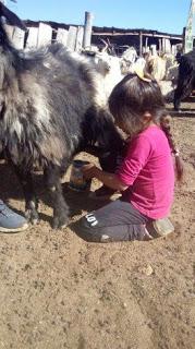 La arriera de cinco años que conmueve al norte neuquino