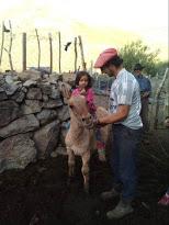 La arriera de cinco años que conmueve al norte neuquino