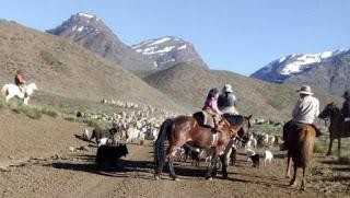 La arriera de cinco años que conmueve al norte neuquino