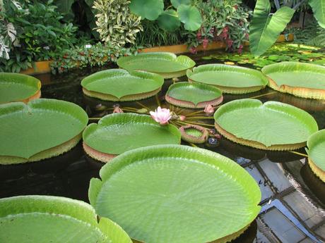 Jardín botánico de Villa Taranto, debes conocerlo