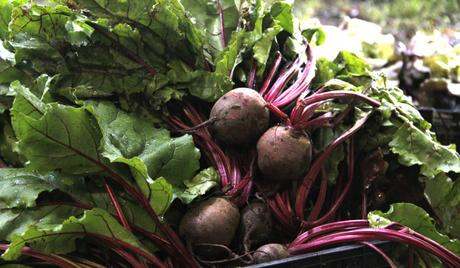 La mejor dieta para ciclistas