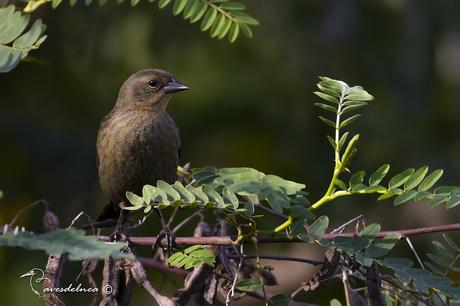 Varillero congo (Chestnut-capped Blackbird) Chrysomus ruficapillus