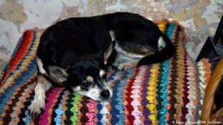 José Mujica quiere que lo entierren junto a los restos de su perra Manuela.