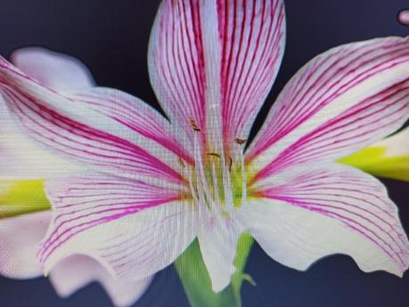 La belladona la droga de las brujas y de Cleopatra