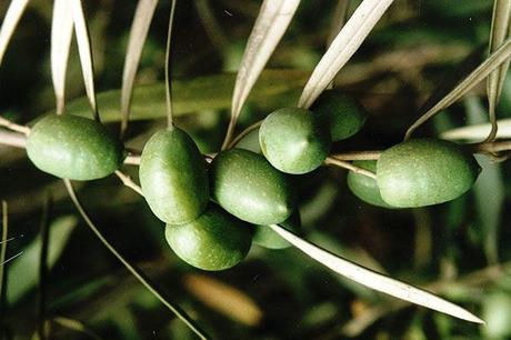 230-plantas-medicinales-mas-efectivas-y-sus-usos-olivo-hojas