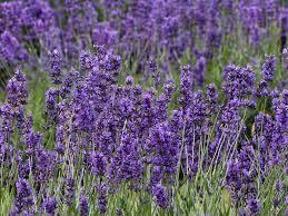 230-plantas-medicinales-mas-efectivas-y-sus-usos-lavanda