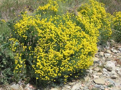 230-plantas-medicinales-mas-efectivas-y-sus-usos-abrotano-planta